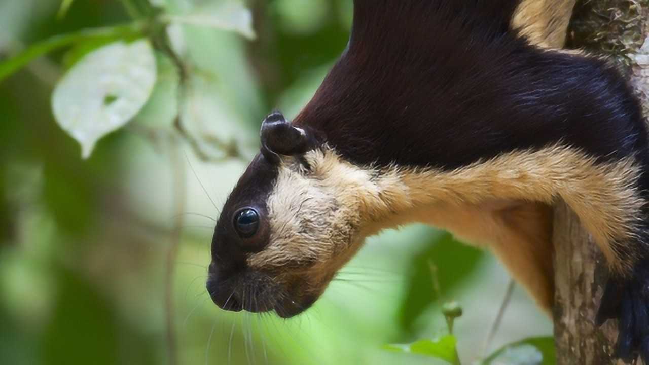 世界上体型最大的巨松鼠它的体型一米多长不过却很挑食
