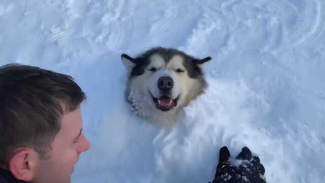 主人突发奇想,把阿拉斯加埋成“雪狗”!下一秒狗狗的反应笑翻了