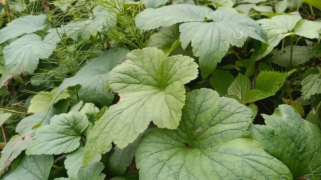 野棉花,一种长得像棉花的野草,城里人不认识,了解下!