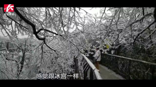 仙境!张家界雾凇今冬首秀,行走在栈道上“琼枝玉叶”从头顶掠过