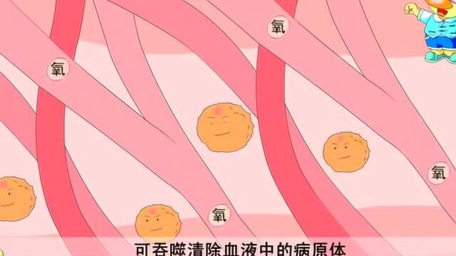 人体大发现:脾脏真的可有可无么!