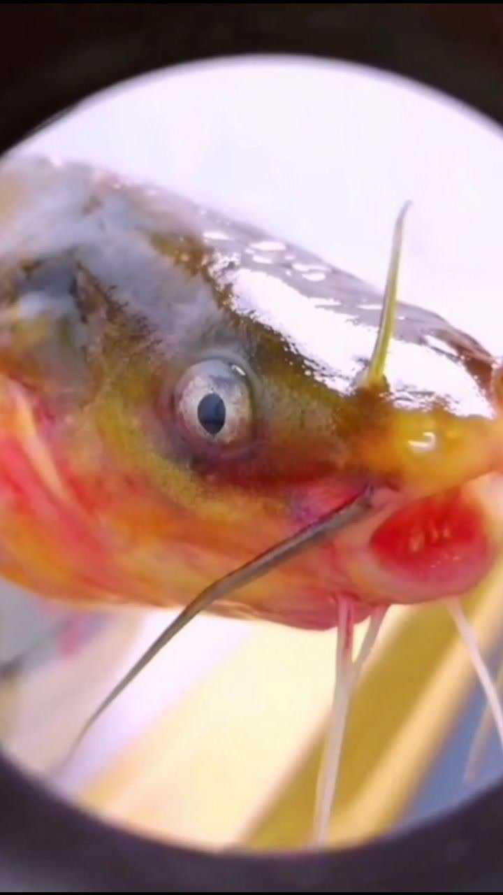 金鱼牙齿放大100倍竟然发现了这个怪不得金鱼只吃鱼食