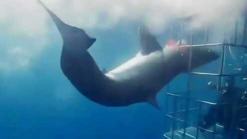 实拍：大白鲨攻击鲨笼被卡住头部 鲨躯剧烈摆动欲挣脱 终失败身亡