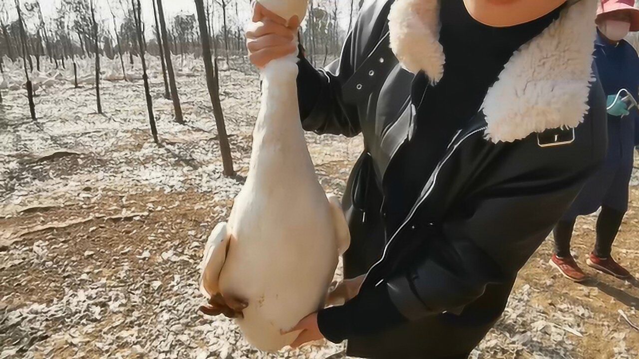 给种鹅打疫苗该打哪里小张走访养殖场种鹅注射疫苗全过程讲解