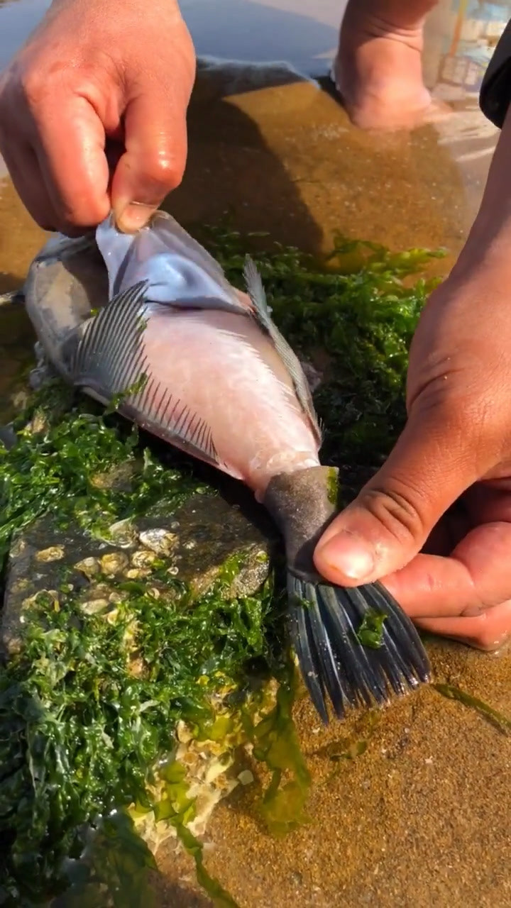 这种鱼叫老鼠鱼,好多人也叫它扒皮鱼,你们知道为什么吗?