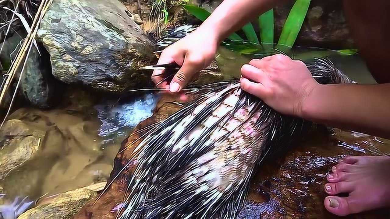去野外抓豪猪,豪猪跑进洞里,用烟熏才跑出来,肉很鲜美刺可卖钱