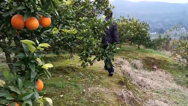 四川南充:农村家乡的特产成熟了,园区水果实拍,你喜欢吃吗