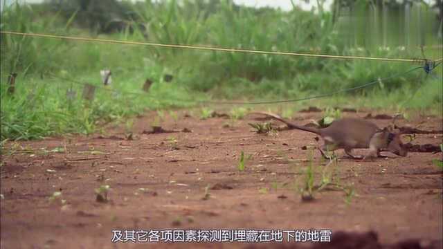 世界上最大的巨型老鼠被非洲誉为英雄鼠,每年拯救上千条生命