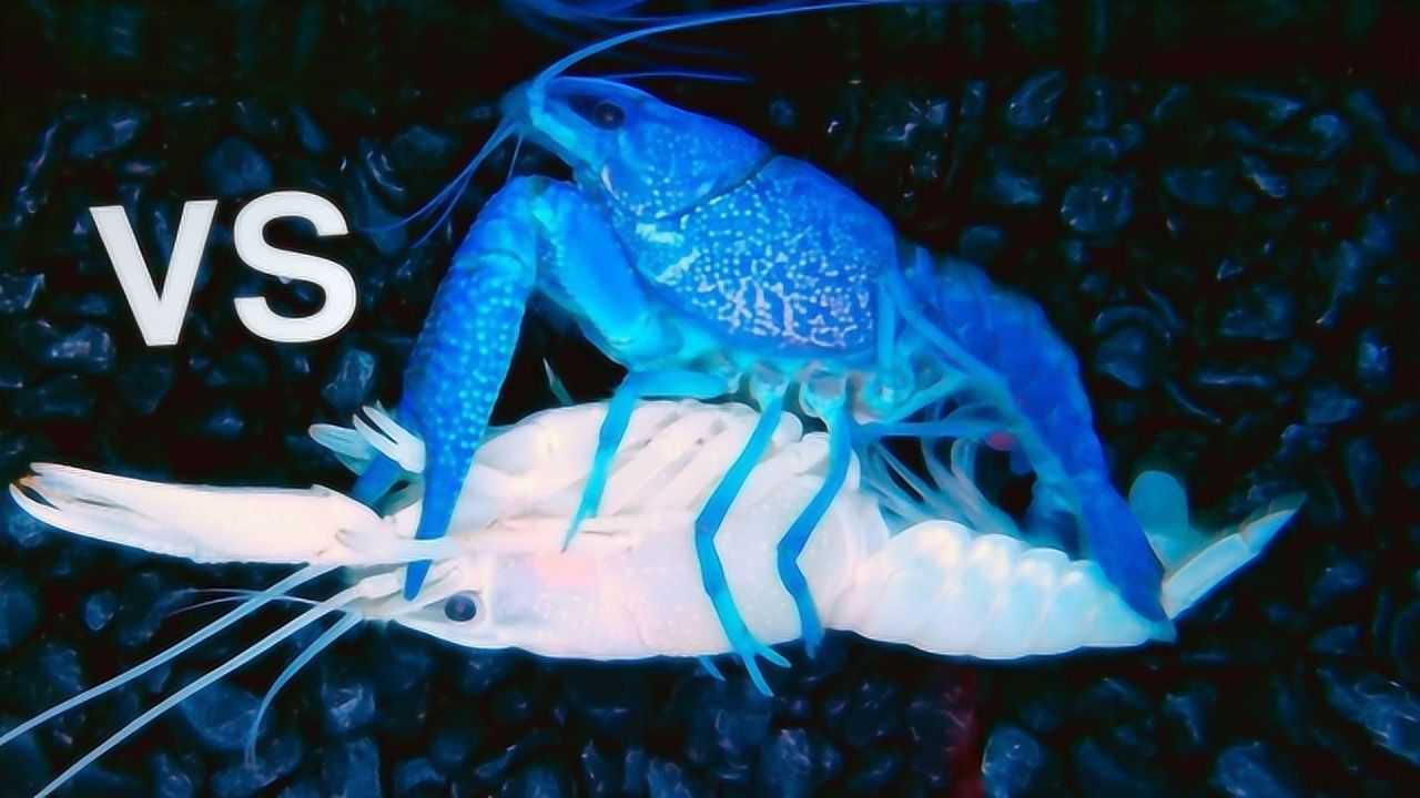 龙虾打架有多猛2000元一只的极品虾出招方式果然不同