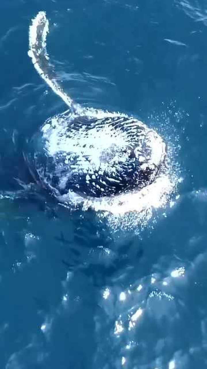蓝鲸是大海的精灵,但是叫声有点恐怖