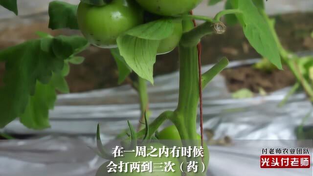 番茄叶生了“灰霉”咋办?用这些方法去灰霉准没错