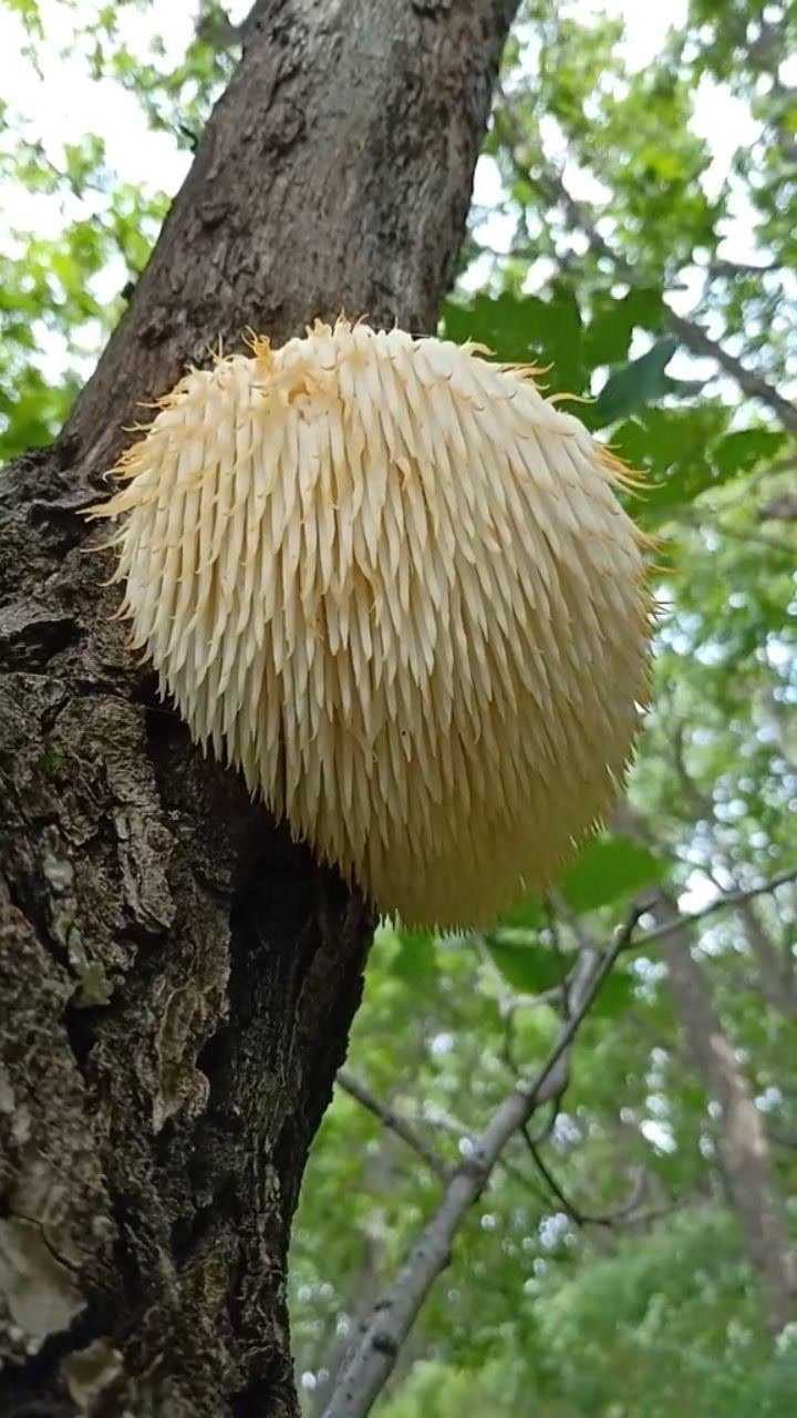 野生猴头菇长这个样子
