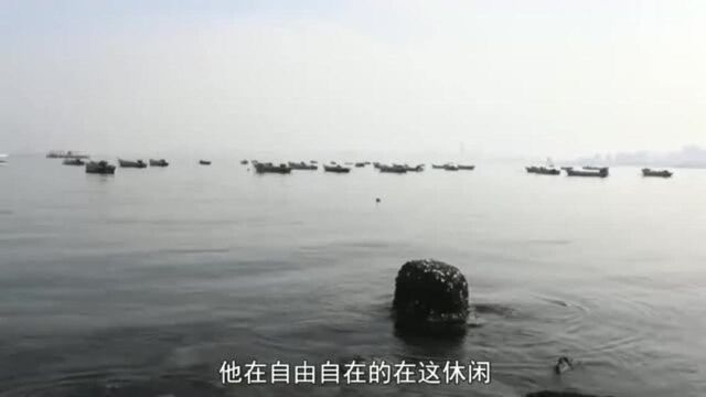 小伙来到村边的海边!发现海鸥不怕人!淡定捕鱼悠然自得!