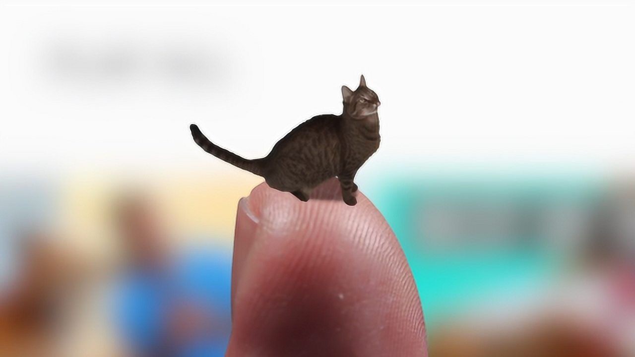 世界上最小的猫咪图片