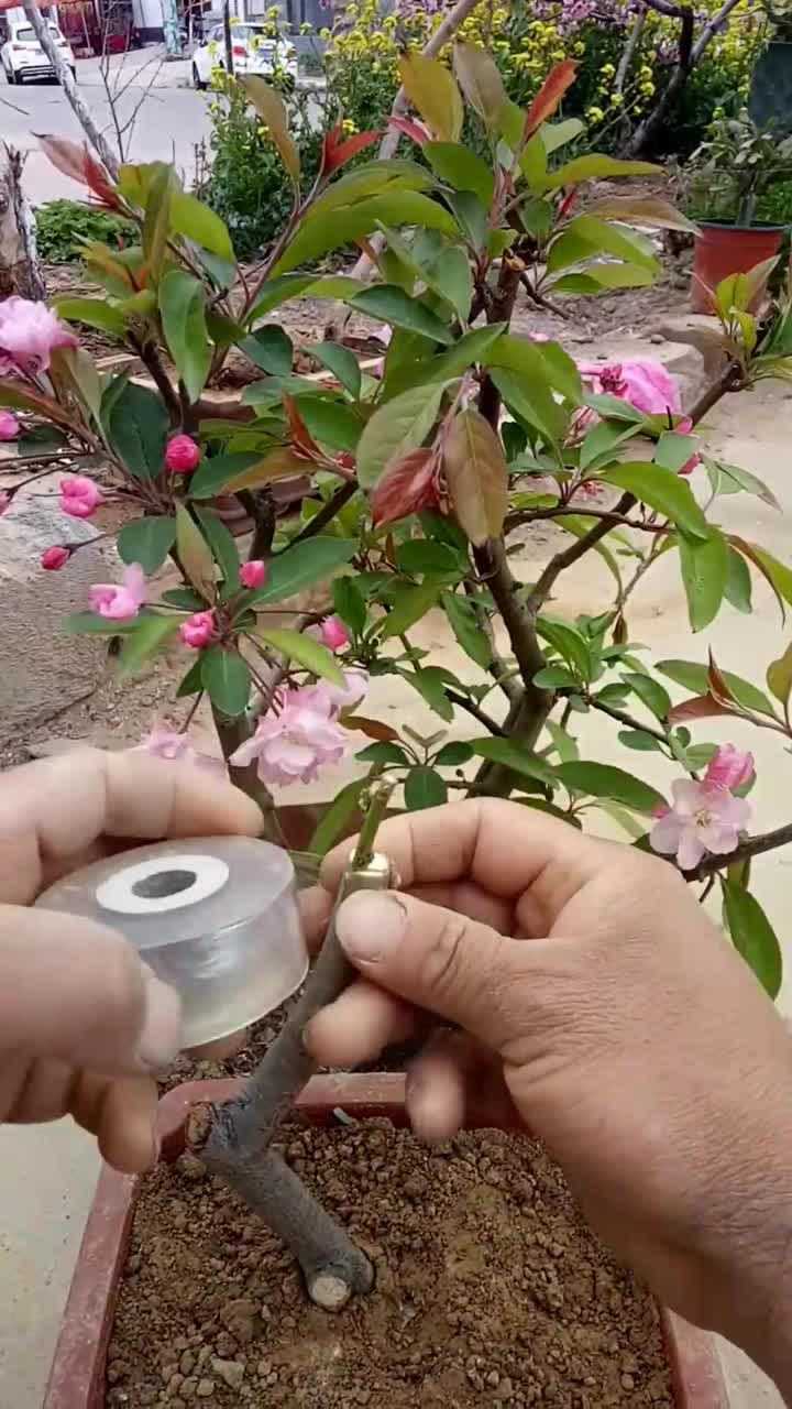 嫁接垂丝海棠
