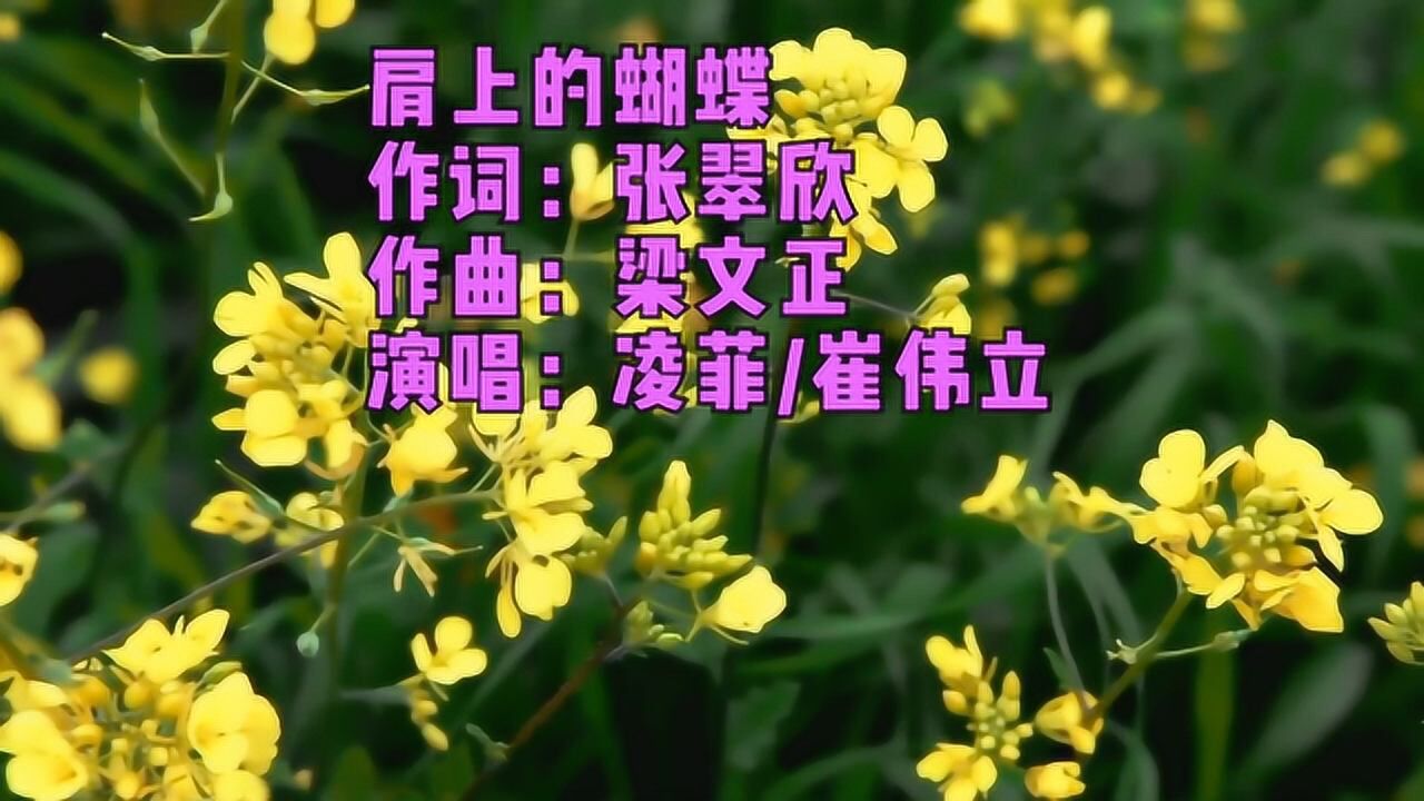 崔伟立凌菲的情歌对唱肩上的蝴蝶好听