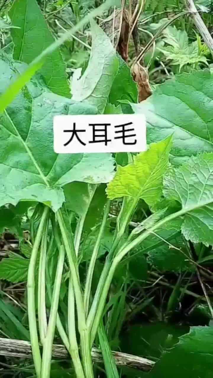 大耳毛去叶,用开水烫两分钟,又是美味的美食_腾讯视频