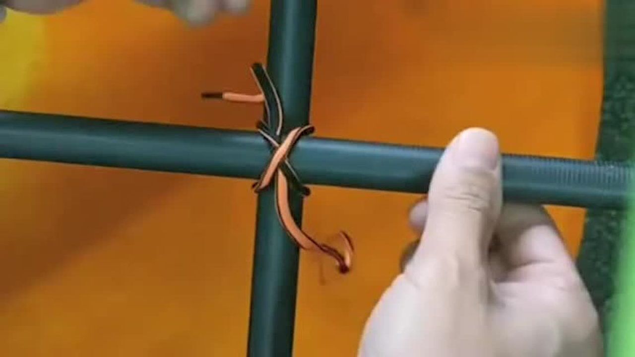 十字架这样的绑法很实用,一看就会了