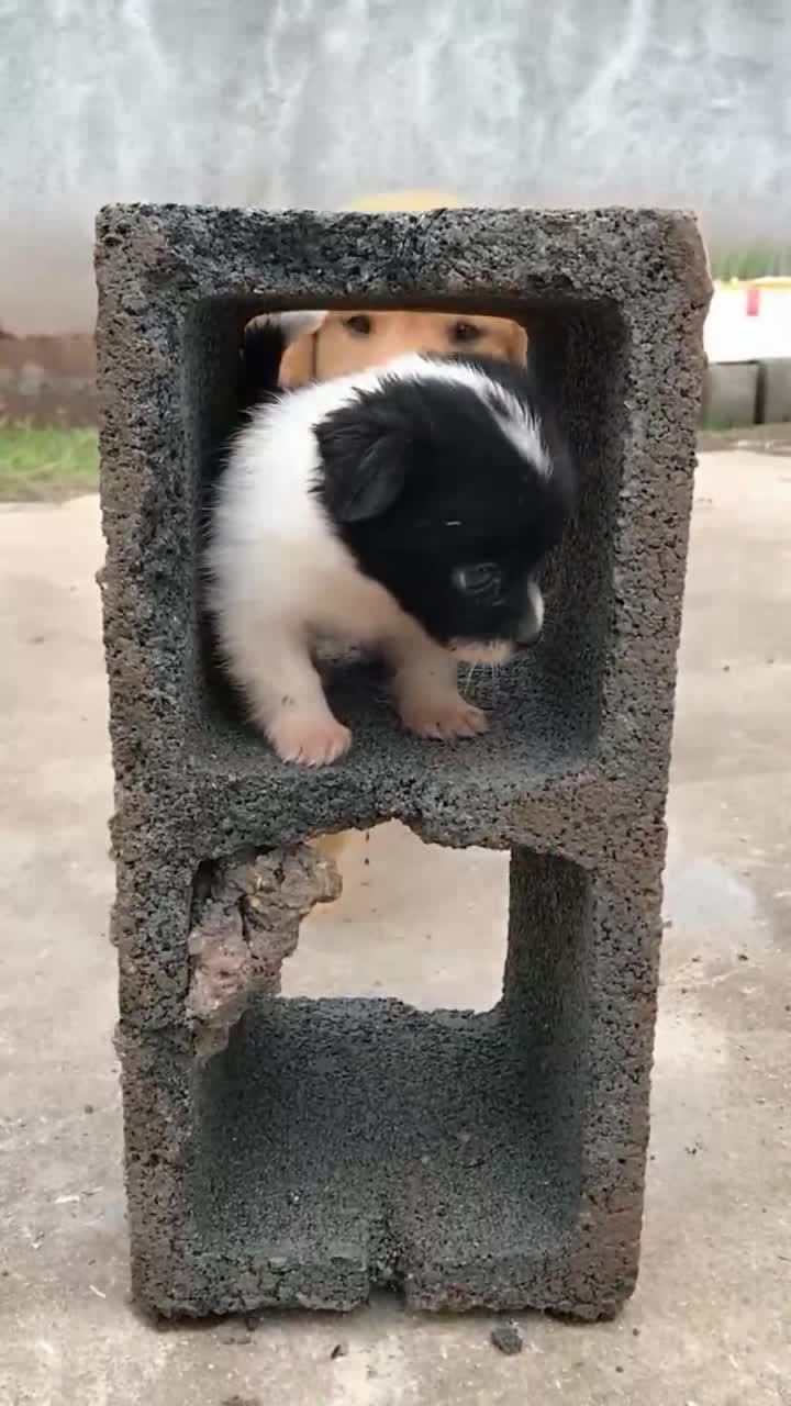 雷人狗子无影脚把妹妹踢飞