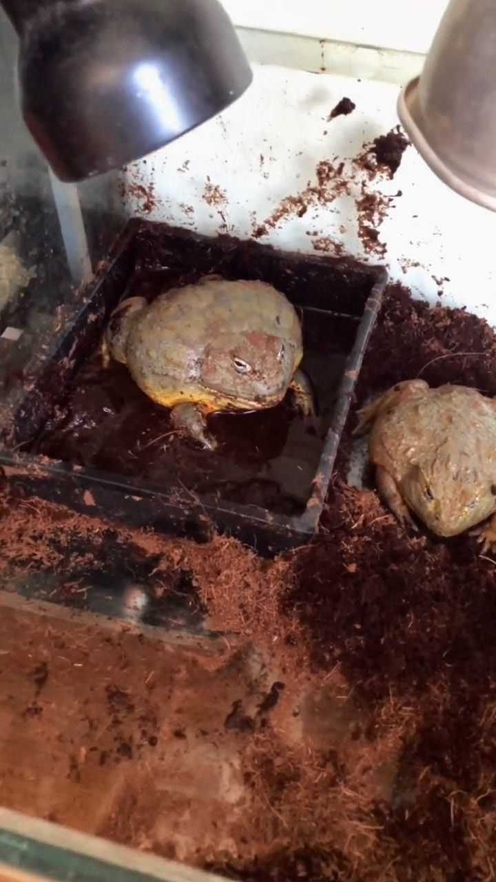 教大家如何饲养非洲牛蛙养牛蛙的朋友了解一下