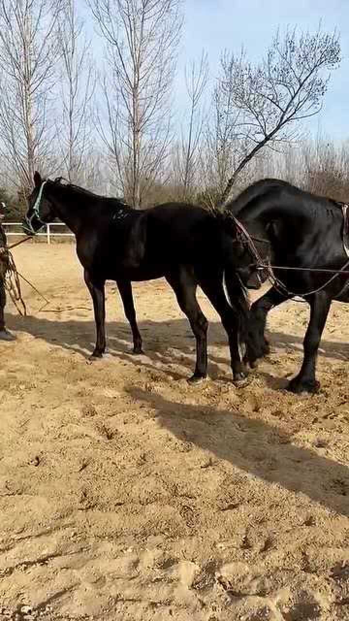 黑旋风来了,真是俊美