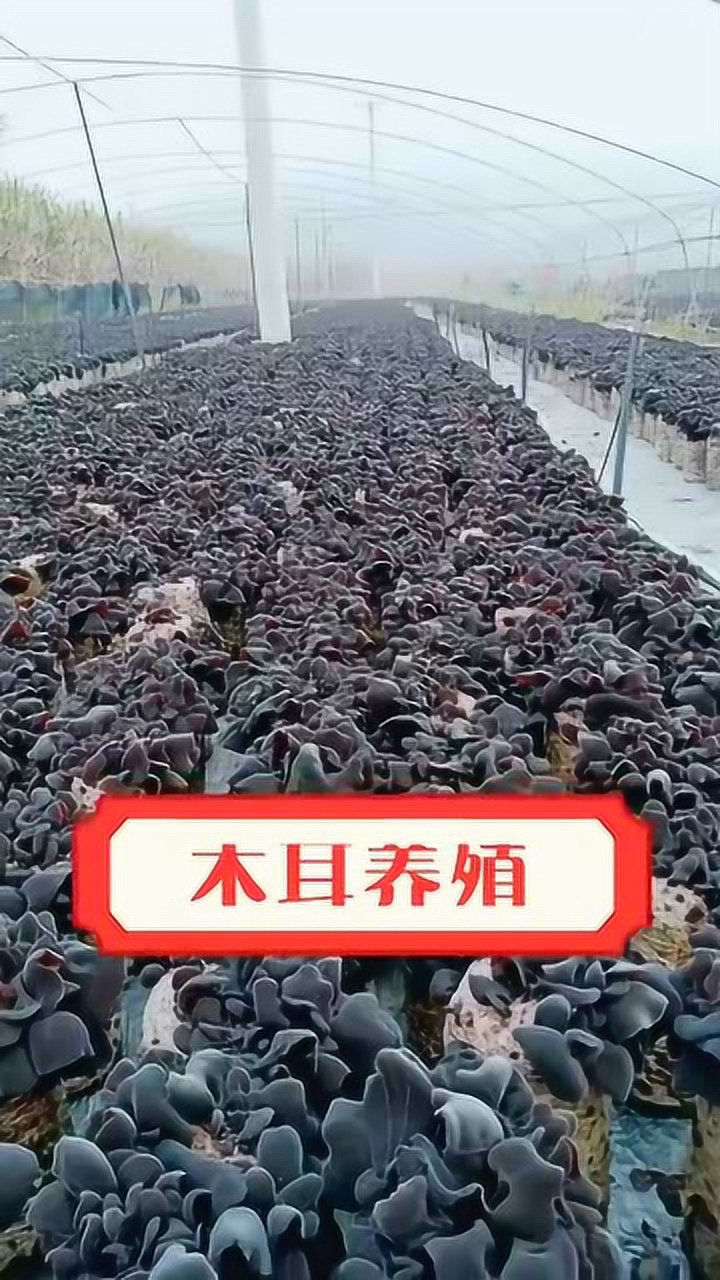 木耳养殖,满大棚的木耳,看得我都想去摘了