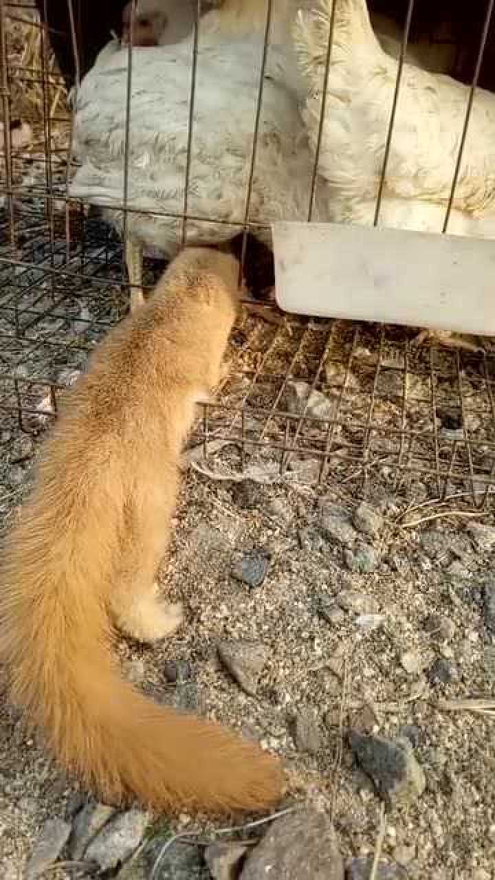 黄鼠狼吃鸡鸡这次终于抓到它了
