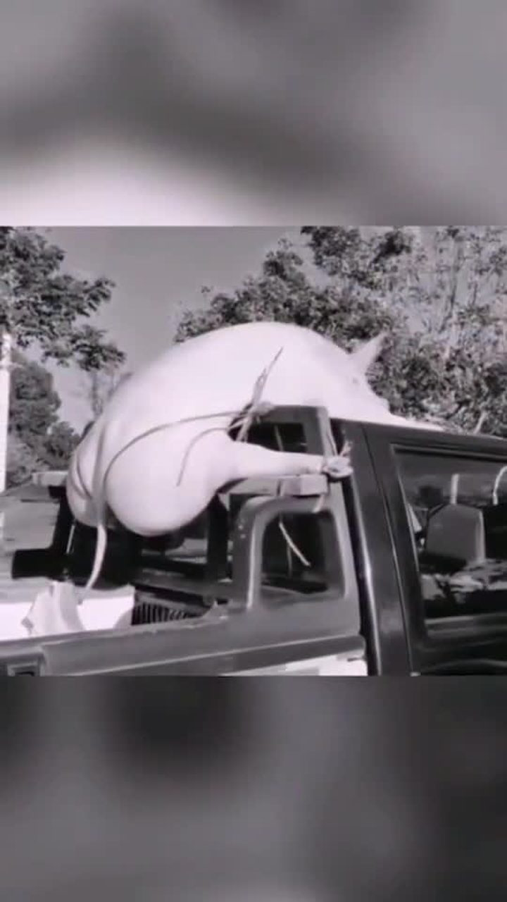 光明正大炫富的同时,给猪穿上了"丁字裤"