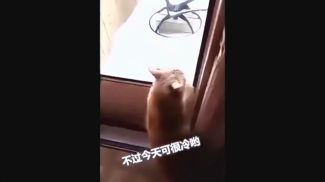 好言难劝好奇的猫