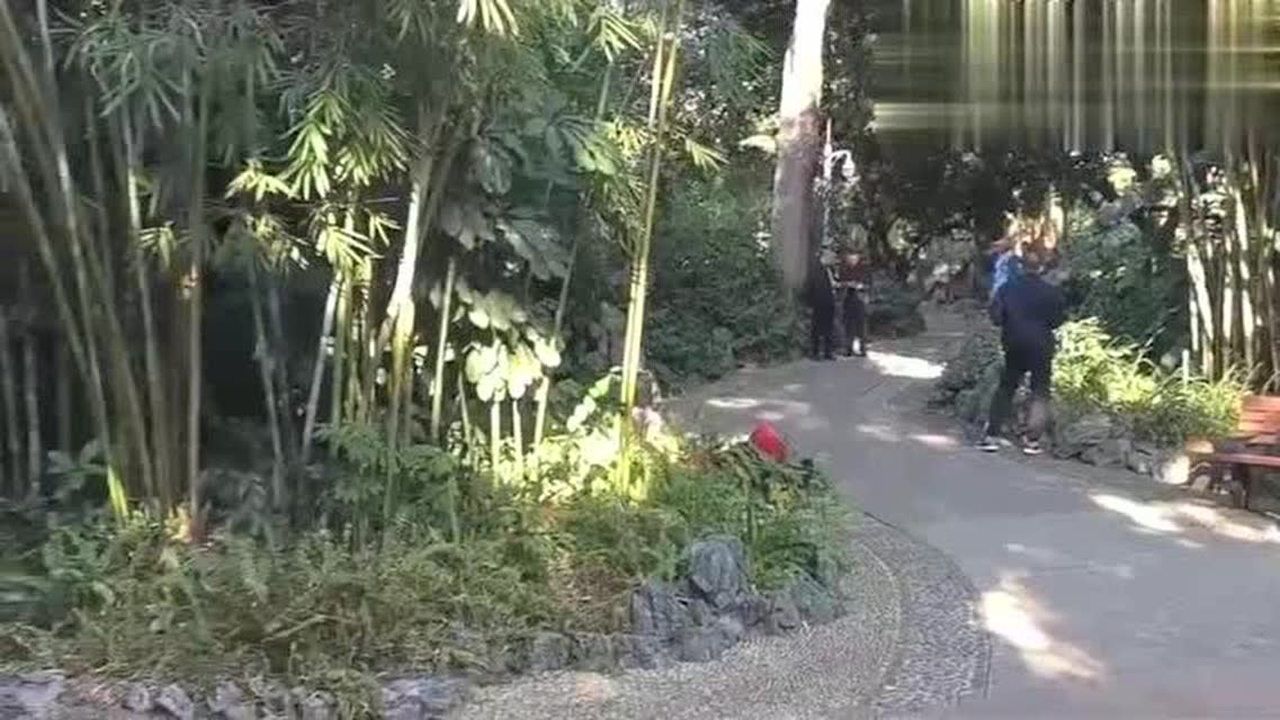 深圳荔枝公园：为什么被称为男同志的根据地？直男实地探访给你看_高清
