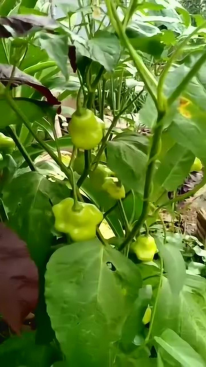 元宝辣椒礼品罕见