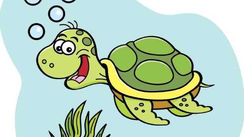 第06集 小海龟历险记