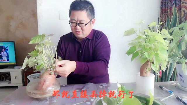 宅家抗疫没菜吃?我家不缺!与你分享水培地瓜叶做美食的方法