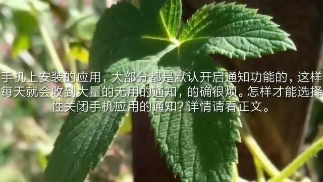 怎样选择性关闭手机应用的通知