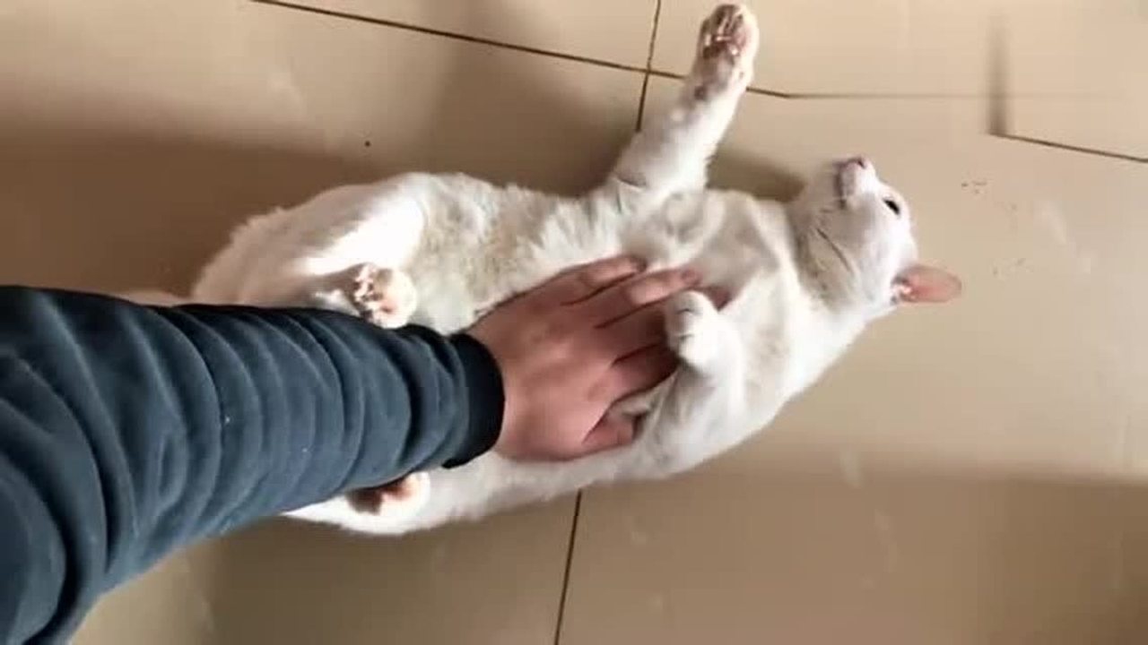 一按喵星人的肚子就发出奇妙的叫声,你是被踩扁的青蛙吗