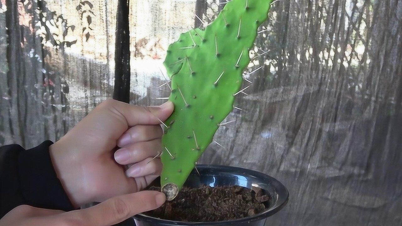 "掌握核心"这1步,扦插仙人掌,不出15天就生根发芽