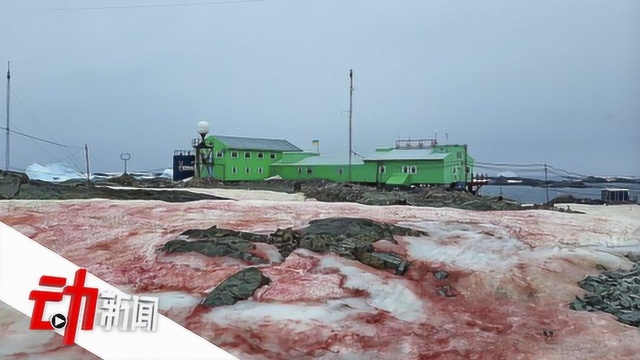 南极现粉红色“西瓜雪” 科学家:大面积出现将加剧气候变暖