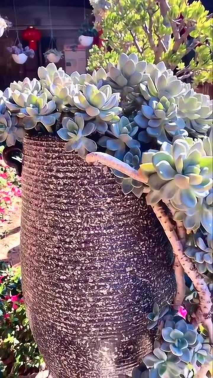 帮释明心挑选的冬美人老桩,美不美多肉植物最美