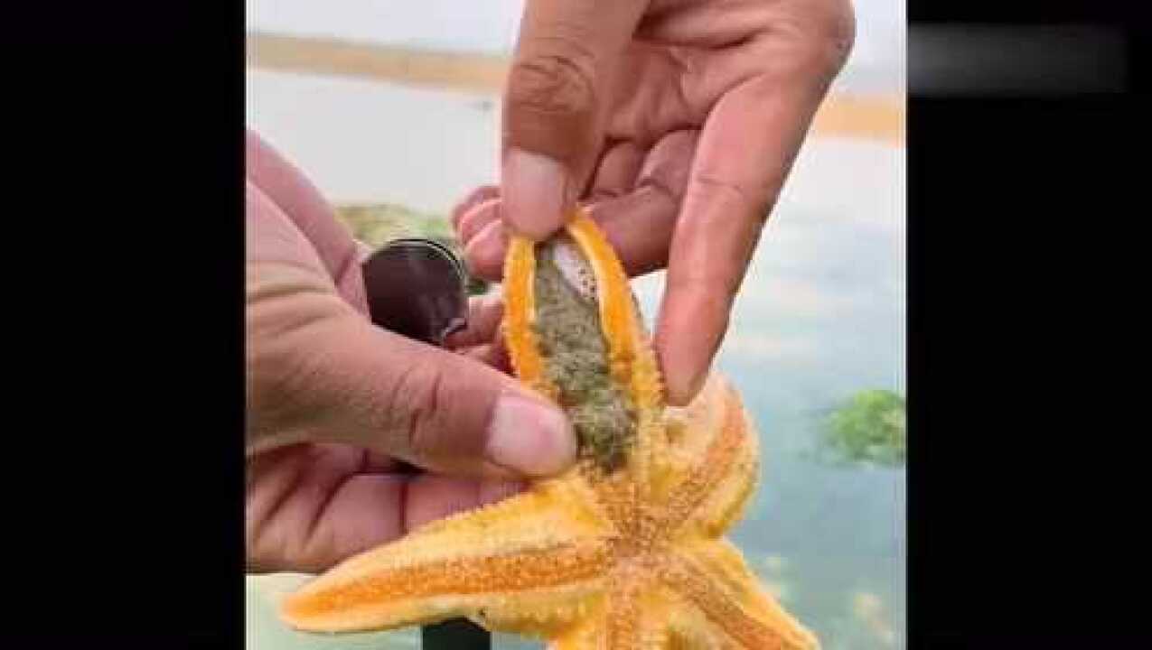 原来海星也能食用还是头一次听说不知道你们吃过没有
