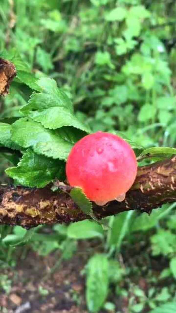 在山里发现一颗晶莹剔透的果子我都有点舍不得吃了