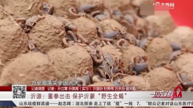 重拳出击!沂源:保护沂蒙“野生全蝎” 猎捕、食用超过20只追究刑责