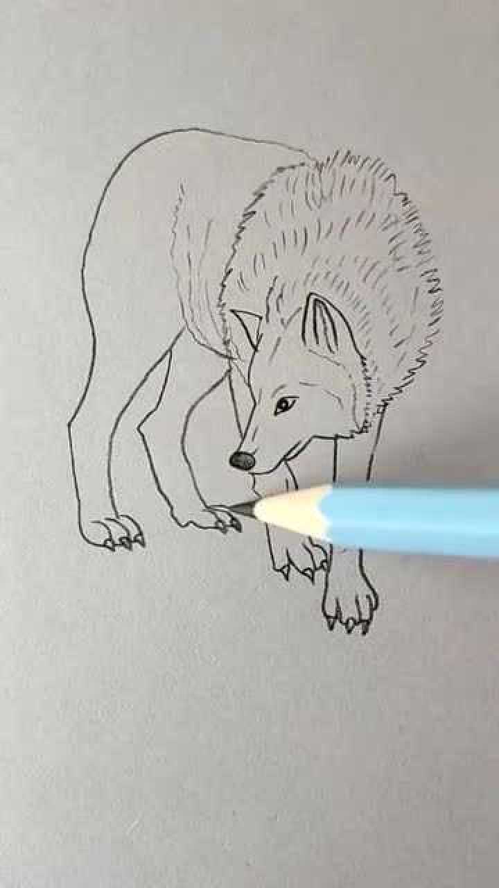 简笔画画一只狼