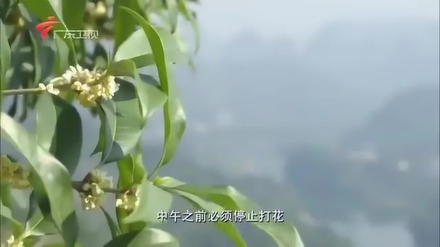 老广的味道:桂林人收桂花重在“抢”,收桂花也有这么多门道