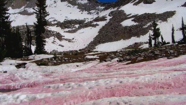 南极出现罕见“西瓜雪”,雪地变红,科学家:这不浪漫还可能很危险