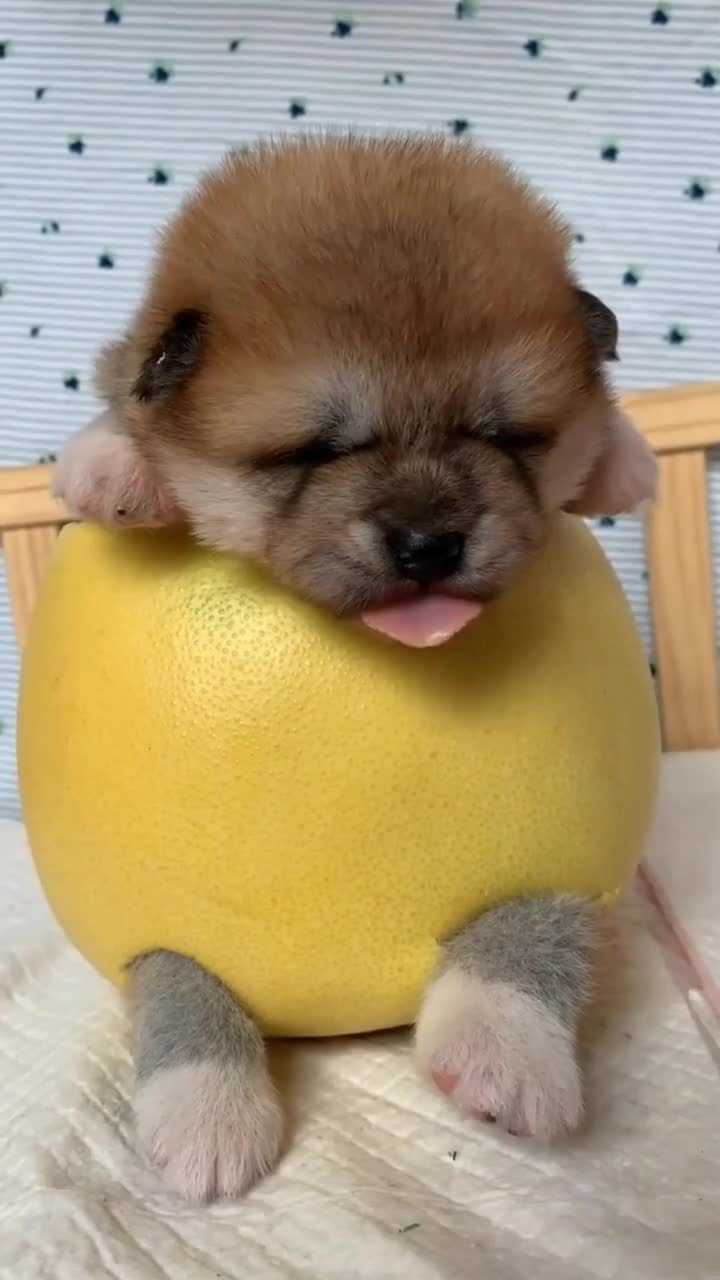 这只可爱的小奶狗火了,穿上萌萌的新衣服,网友:萌化了!