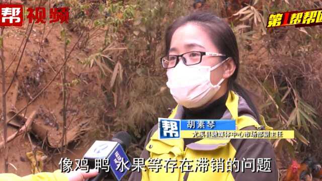 3000多只山地鸡被滞销,养殖户很发愁,媒体帮忙线上推销