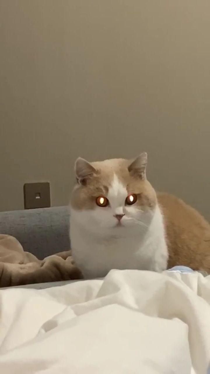 眼睛瞪的像铜铃嘿你好胖猫警长