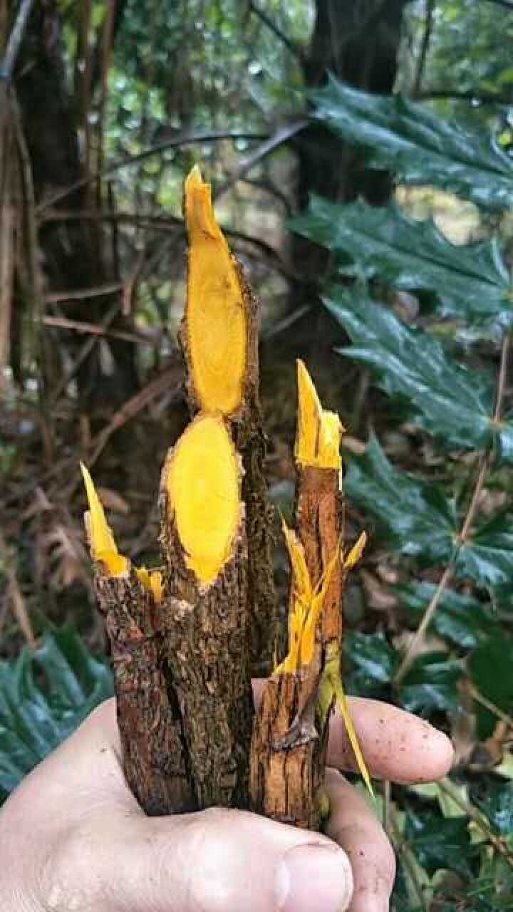 土黄连也叫土黄柏十大中草药之一清热解毒