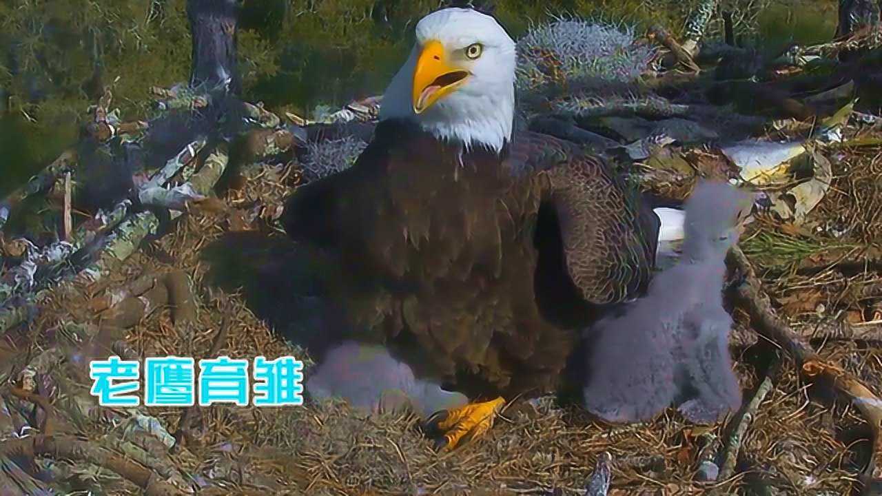 老鹰是如何喂宝宝的?鹰妈妈细心呵护宝宝成长