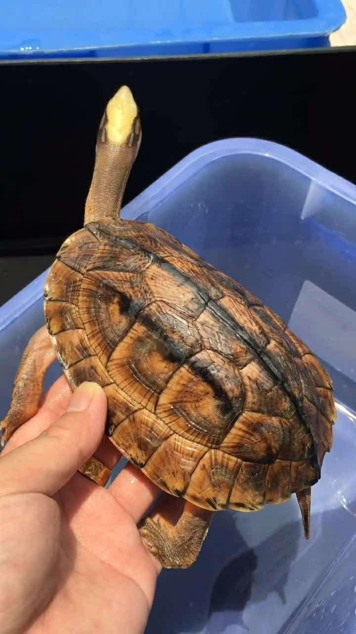 海南黄头龟,这样的长相太让我喜欢了